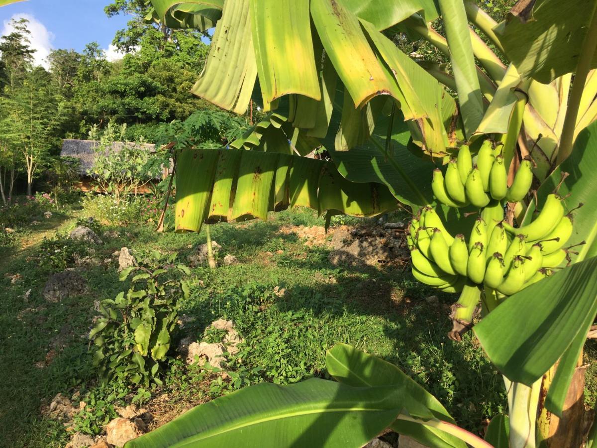 סיקיהור Little Nomads Eco-Guesthouse מראה חיצוני תמונה